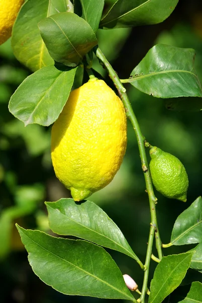 Citrom a citromfán. — Stock Fotó