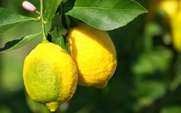 Limoni sull'albero di limone. — Foto Stock