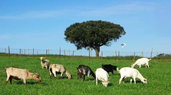 The goats are out grazing. — Stock Photo, Image