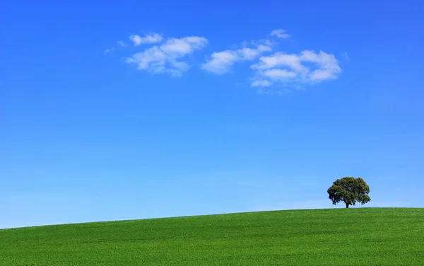 Isolated tree in field. — Stock Photo, Image