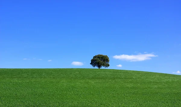 Vereinzelter Baum auf Feld. — Stockfoto