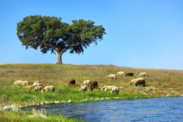 Träd i Alquevasjön, Portugal. — Stockfoto