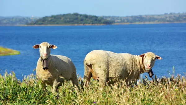 Овцы пасутся вместе к реке . — стоковое фото