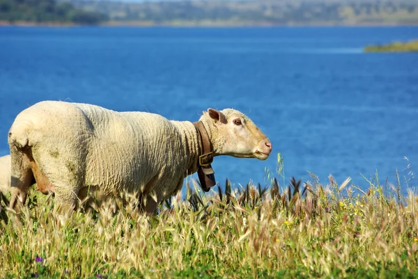 Les moutons paissent ensemble vers la rivière . — Photo