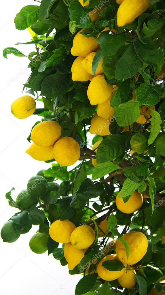 Lemons on lemon tree.