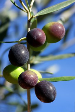 Olives of the south clipart