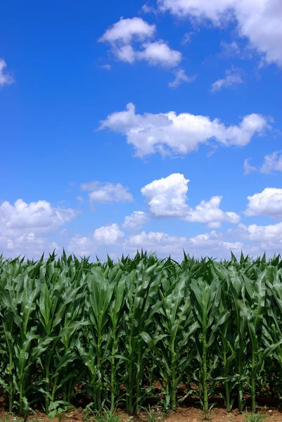 Zasiane pola kukurydzy zielony w Portugalii — Zdjęcie stockowe
