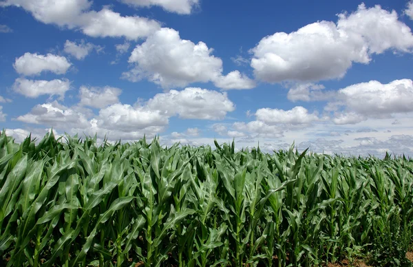 Gesätes Feld mit grünem Mais in Portugal — Stockfoto