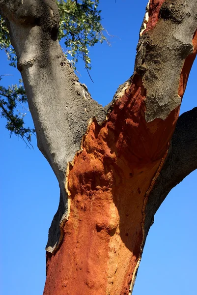 Trunk of oak tree. — Stock Photo, Image