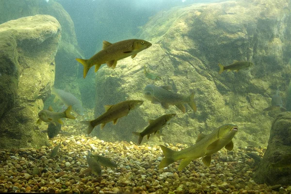 Poissons de rivière vivant dans l'aquarium — Photo