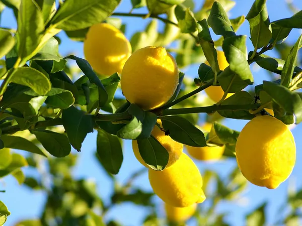 Limon ağacı. Telifsiz Stok Fotoğraflar
