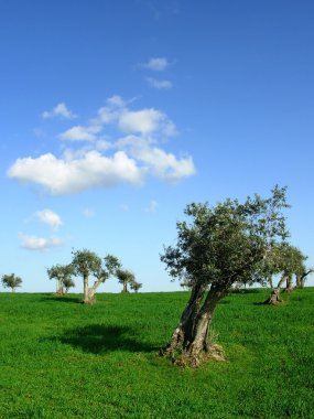 Portekizli alandaki zeytin ağacı.