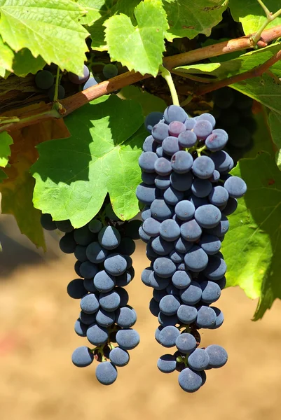 Черный виноград на лозе в Португалии . — стоковое фото