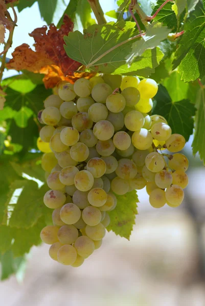 Uvas verdes sobre vid en Portugal . — Foto de Stock