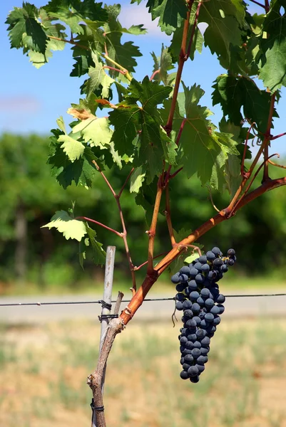 Черный виноград на лозе в Португалии . — стоковое фото