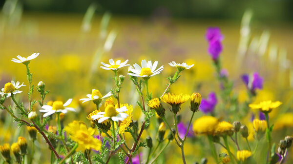 Wild flowers.