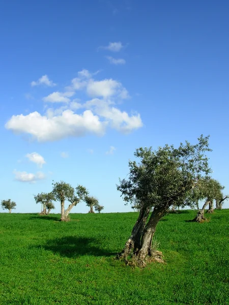 Olivos en campo portugués . — Foto de Stock