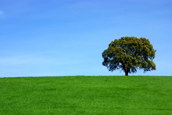 Träd i grönt fält. — Stockfoto