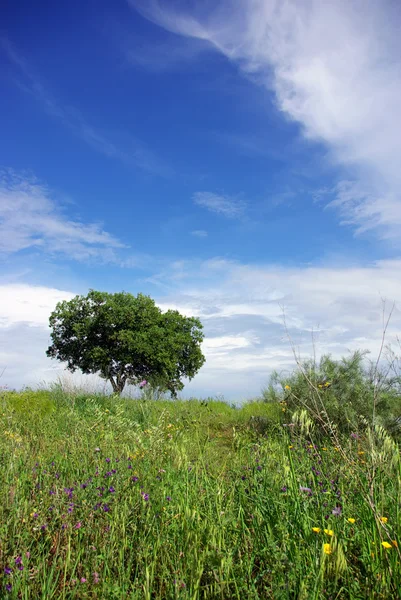 Tree in green field. — Stock Photo, Image