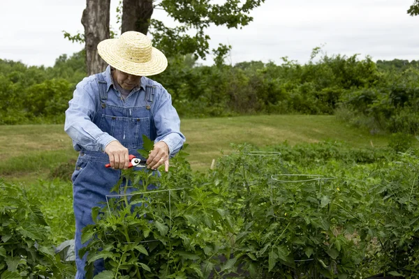 Agricultor no jardim — Fotografia de Stock