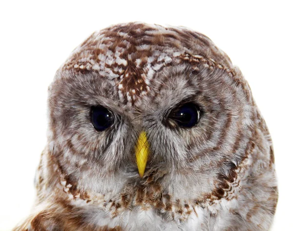 stock image Barred owl portrait