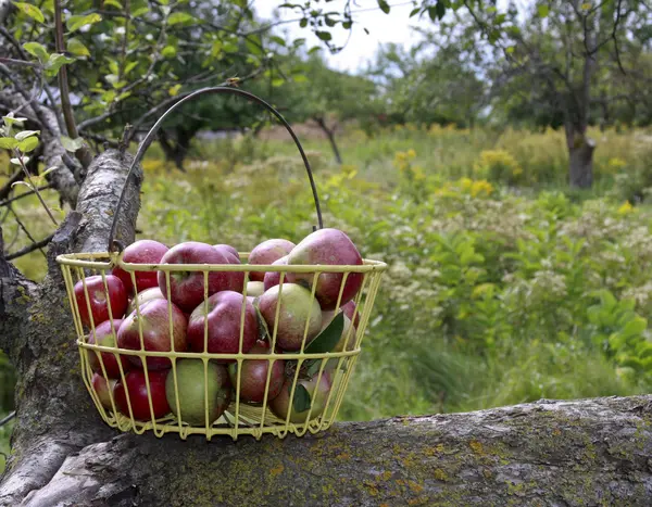 Äpplen i trådkorg — Stockfoto