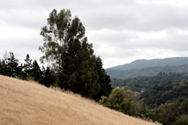 Kaliforniya'da hillside görüntülemek