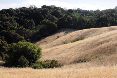 Kaliforniya'da hillside