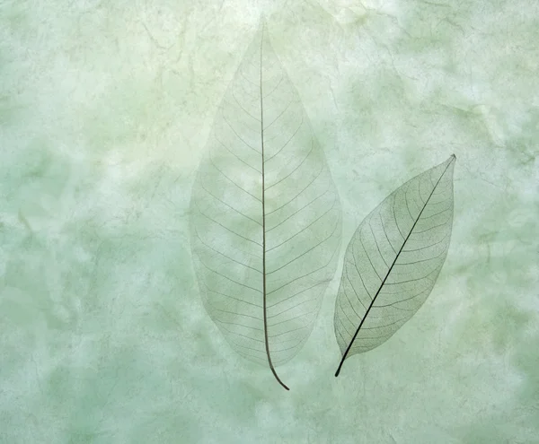 Twee bladeren op groen — Stockfoto