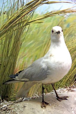 Seagull clipart