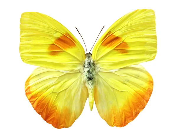 Keltainen perhonen — kuvapankkivalokuva