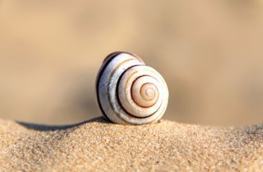 Spiral shell clipart