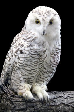 Eurasian eagle-owl clipart