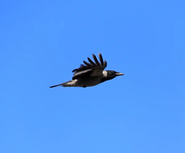 철새 까마귀 — 스톡 사진