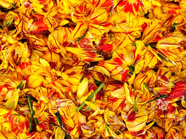 Stock image Yellow and red tulips