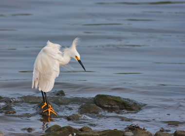 Snowy Egret clipart