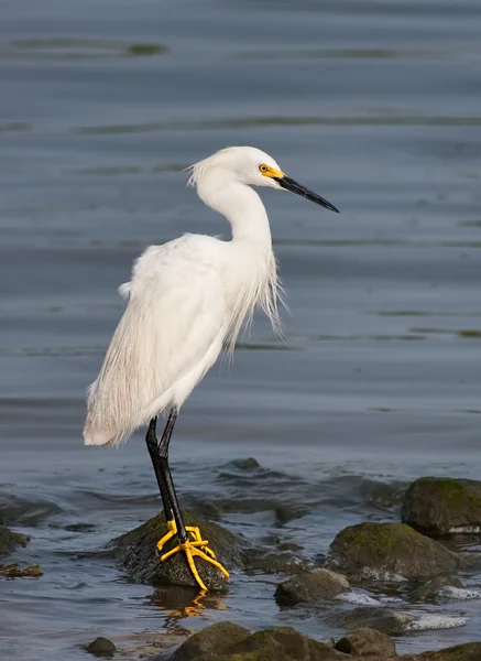 Snowy Egret — Stock Photo, Image