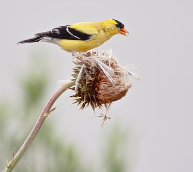American Goldfinch clipart
