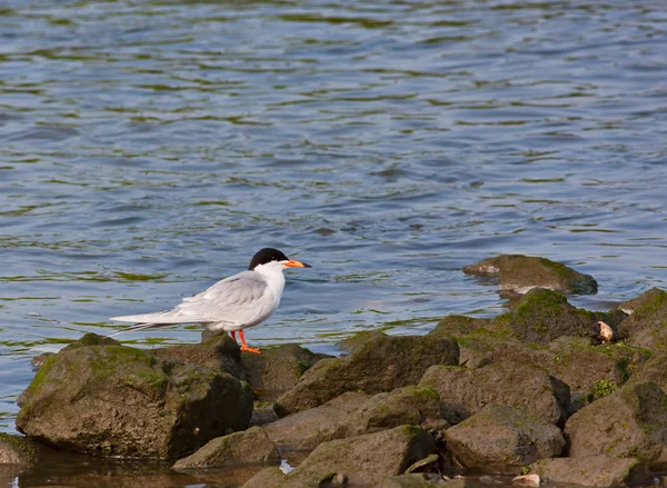 Forsters Tern — Stock Photo, Image