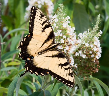 Doğu tiger swallowtail kelebek