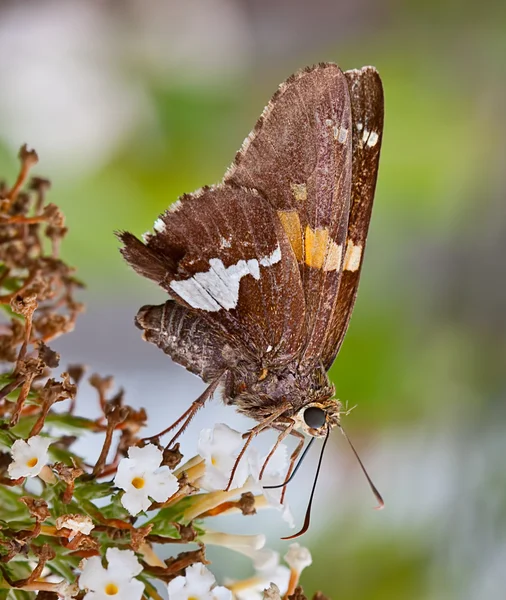 Zilver-spotted dikkopje butterfly — Stockfoto