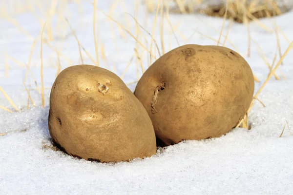 stock image Cold potato