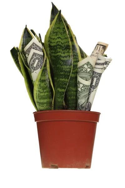 Dollar plant with money bills — Stock Photo, Image