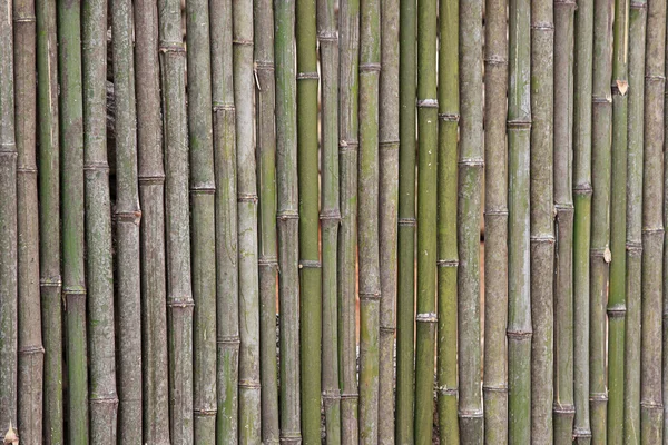 stock image Bamboo texture