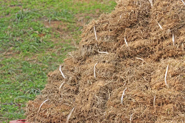 stock image Dried bermuda grass