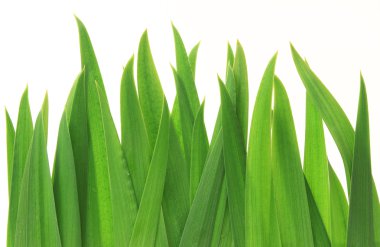 Green grass isolated on white background clipart