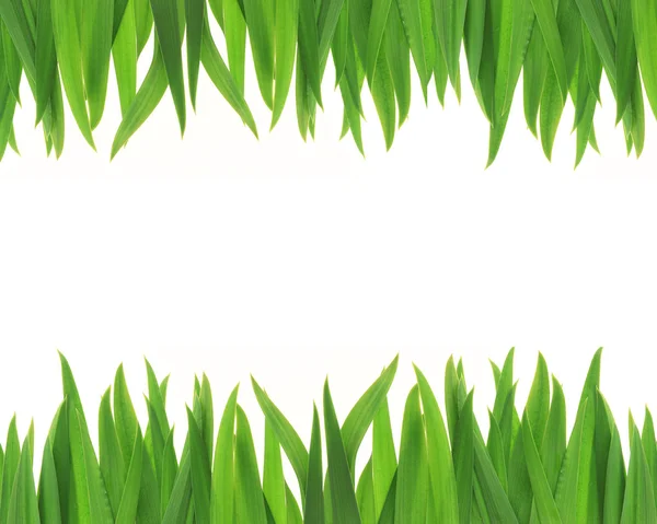 Green grass frame — Stock Photo, Image
