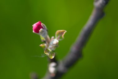 Bud of a tree clipart