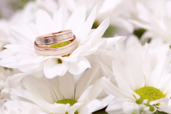 Wedding rings on chrysanthemum — Stock Photo, Image