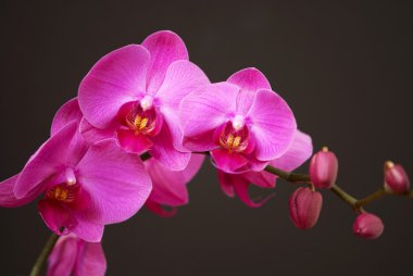 Pink orchid with buds clipart